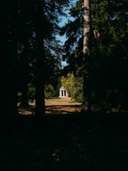 An open-air spa pavilion nestled among tall trees with soft golden light filtering through.