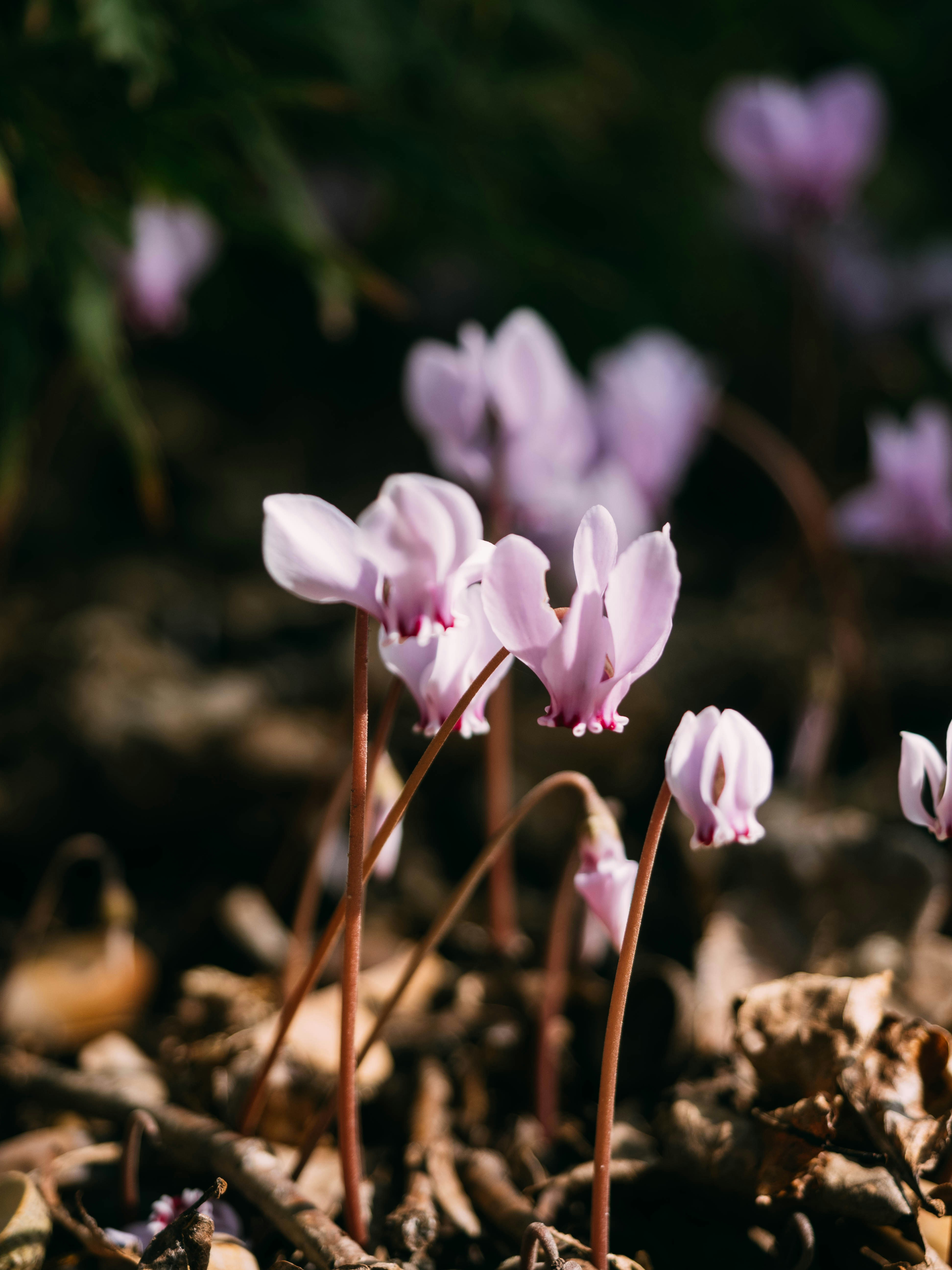 Photo by brechtdenil