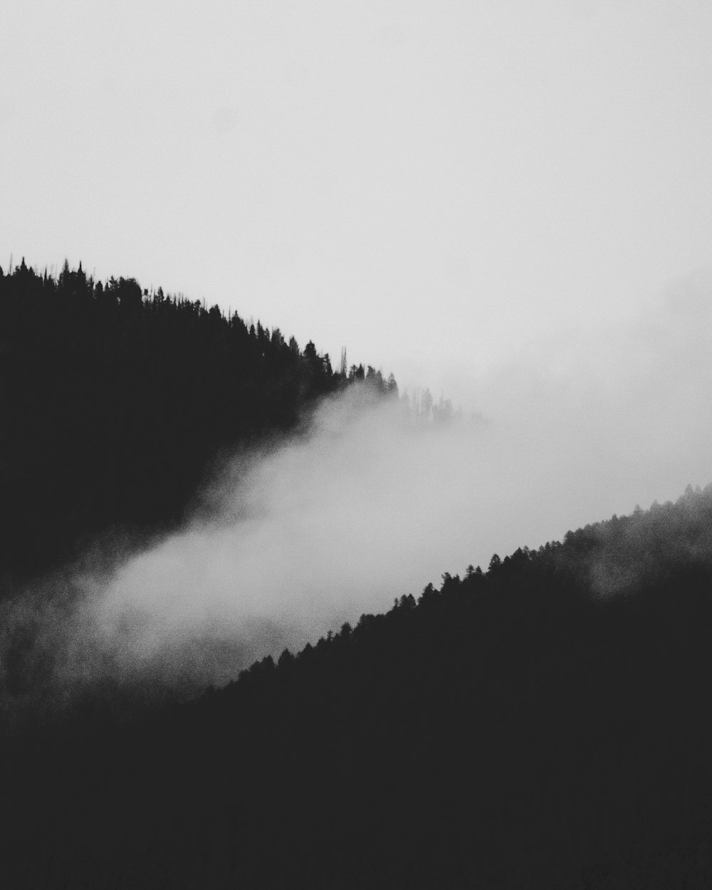 green trees covered by fog