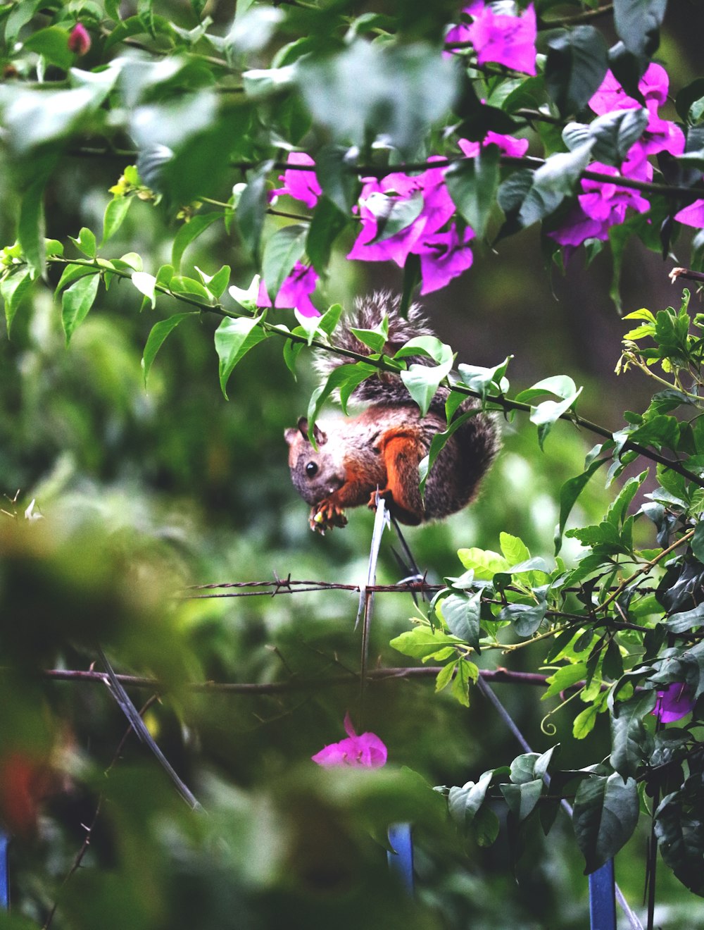 brown squirrel on tree branch during daytime