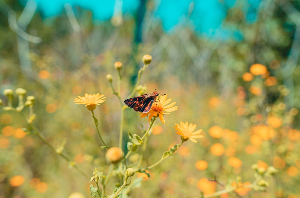 yellow sunflower in tilt shift lens