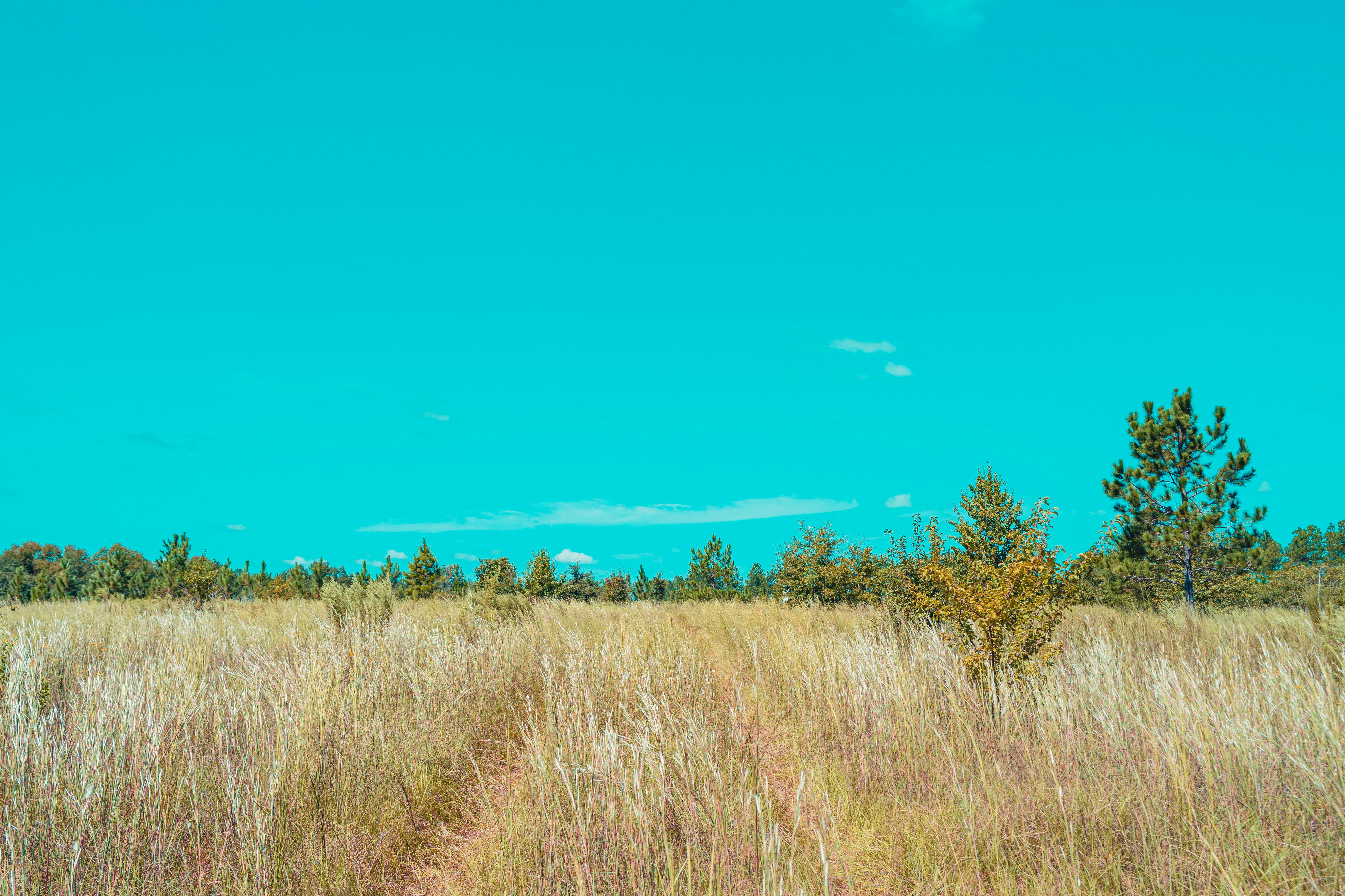 Photo by timothycdykes