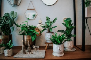 A collection of houseplants in various ceramic pots with unique face designs positioned on a wooden surface. The background features a light-colored wall adorned with decorative mirrors, including a hexagonal one hanging by a chain. Small decorative items such as a pair of scissors and small vases are also arranged on the surface.