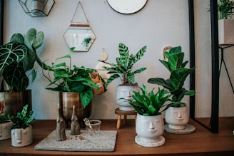 A collection of houseplants in various ceramic pots with unique face designs positioned on a wooden surface. The background features a light-colored wall adorned with decorative mirrors, including a hexagonal one hanging by a chain. Small decorative items such as a pair of scissors and small vases are also arranged on the surface.