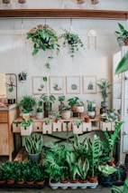 A variety of indoor plants are arranged on a wooden counter and floor. Above the counter, multiple green plants hang from the ceiling, showcasing different leaf shapes and sizes. The wall displays framed botanical illustrations, adding a decorative touch to the setting. Beneath the counter, rectangular pots and various potted plants are organized, creating a vibrant and lush corner.