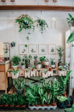 A variety of indoor plants are arranged on a wooden counter and floor. Above the counter, multiple green plants hang from the ceiling, showcasing different leaf shapes and sizes. The wall displays framed botanical illustrations, adding a decorative touch to the setting. Beneath the counter, rectangular pots and various potted plants are organized, creating a vibrant and lush corner.