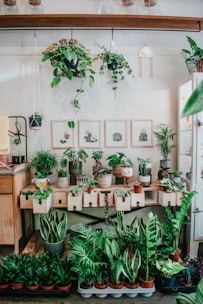 A variety of indoor plants are arranged on a wooden counter and floor. Above the counter, multiple green plants hang from the ceiling, showcasing different leaf shapes and sizes. The wall displays framed botanical illustrations, adding a decorative touch to the setting. Beneath the counter, rectangular pots and various potted plants are organized, creating a vibrant and lush corner.