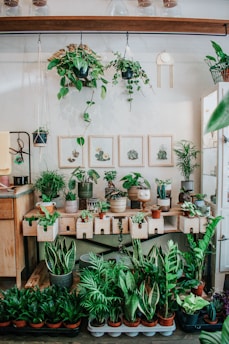 A variety of indoor plants are arranged on a wooden counter and floor. Above the counter, multiple green plants hang from the ceiling, showcasing different leaf shapes and sizes. The wall displays framed botanical illustrations, adding a decorative touch to the setting. Beneath the counter, rectangular pots and various potted plants are organized, creating a vibrant and lush corner.