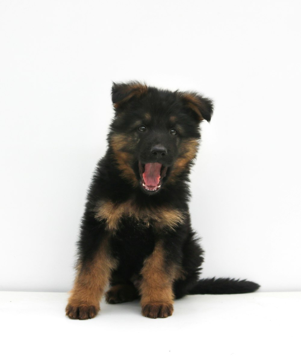 filhote de cachorro pastor alemão preto e bronzeado