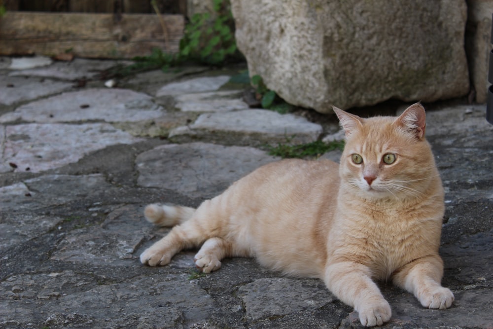 orange tabby cat lying on gray concrete floor