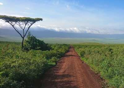 brown dirt road between green grass field under blue sky during daytime