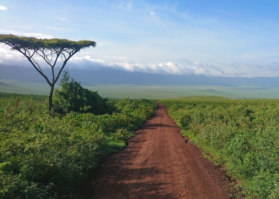 brown dirt road between green grass field under blue sky during daytime