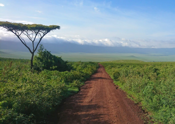 brown dirt road between green grass field under blue sky during daytime