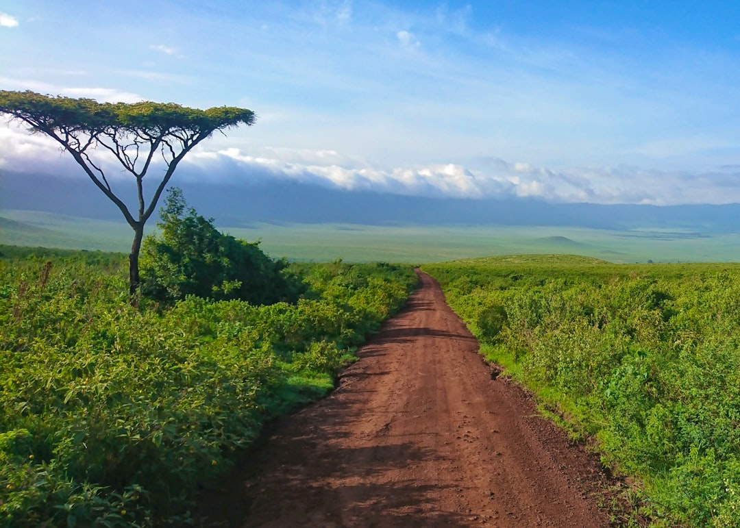 brown dirt road between green grass field under blue sky during daytime