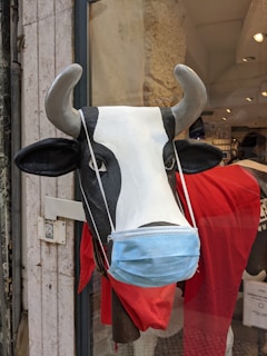 A cow statue is displayed wearing a blue surgical mask and a red cape, situated inside a glass display window.