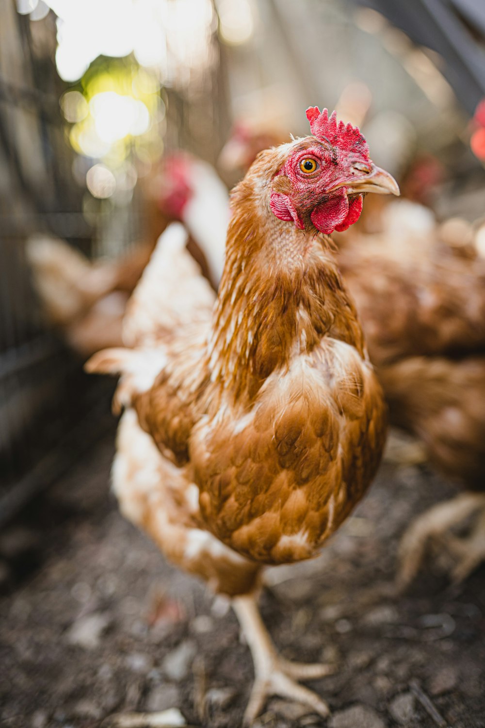 Poule brune et rouge sur sol noir