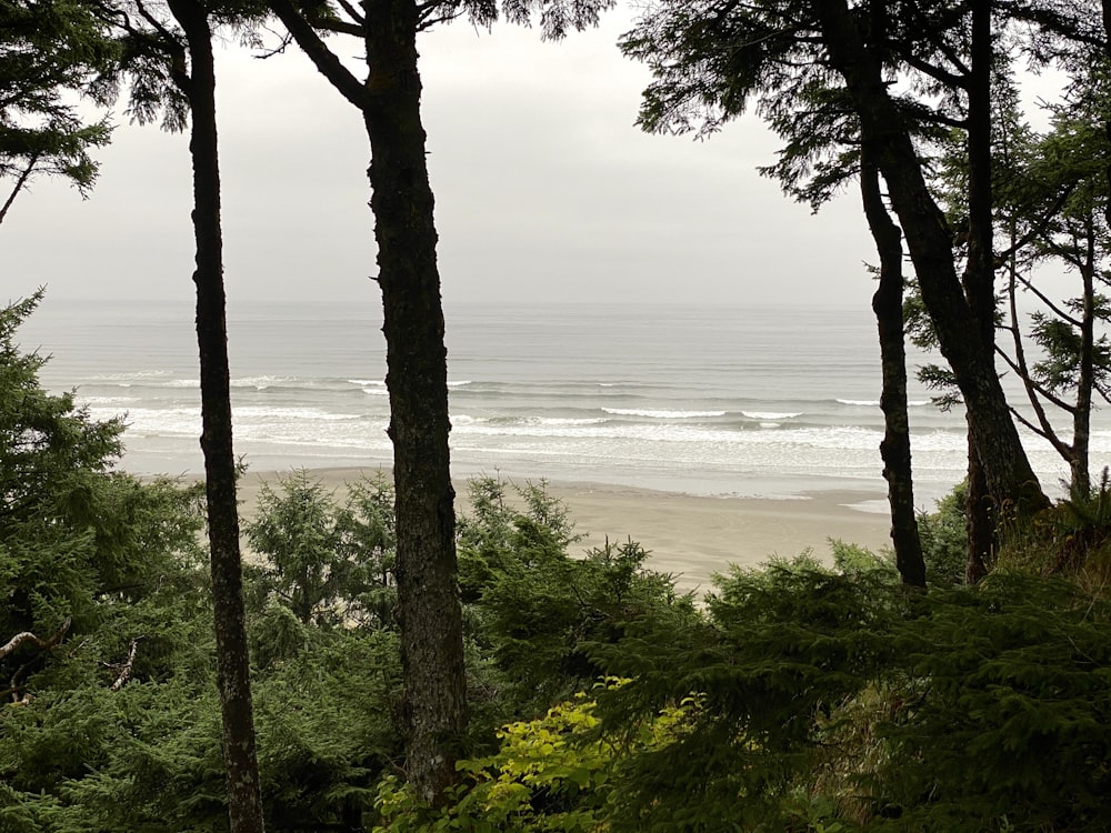 green trees near sea during daytime