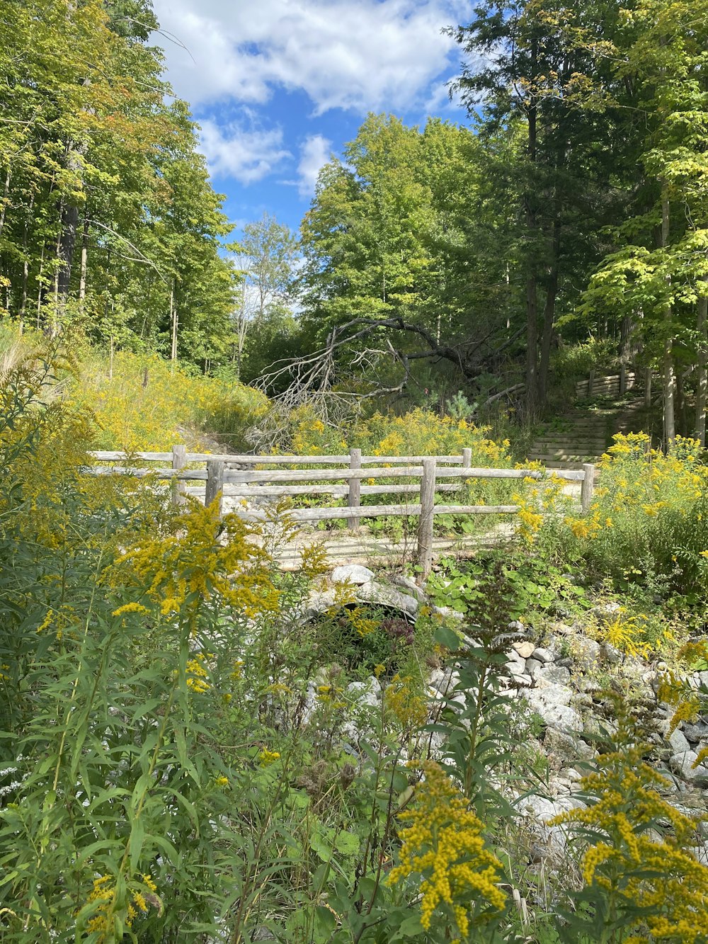 green trees and white flowers during daytime