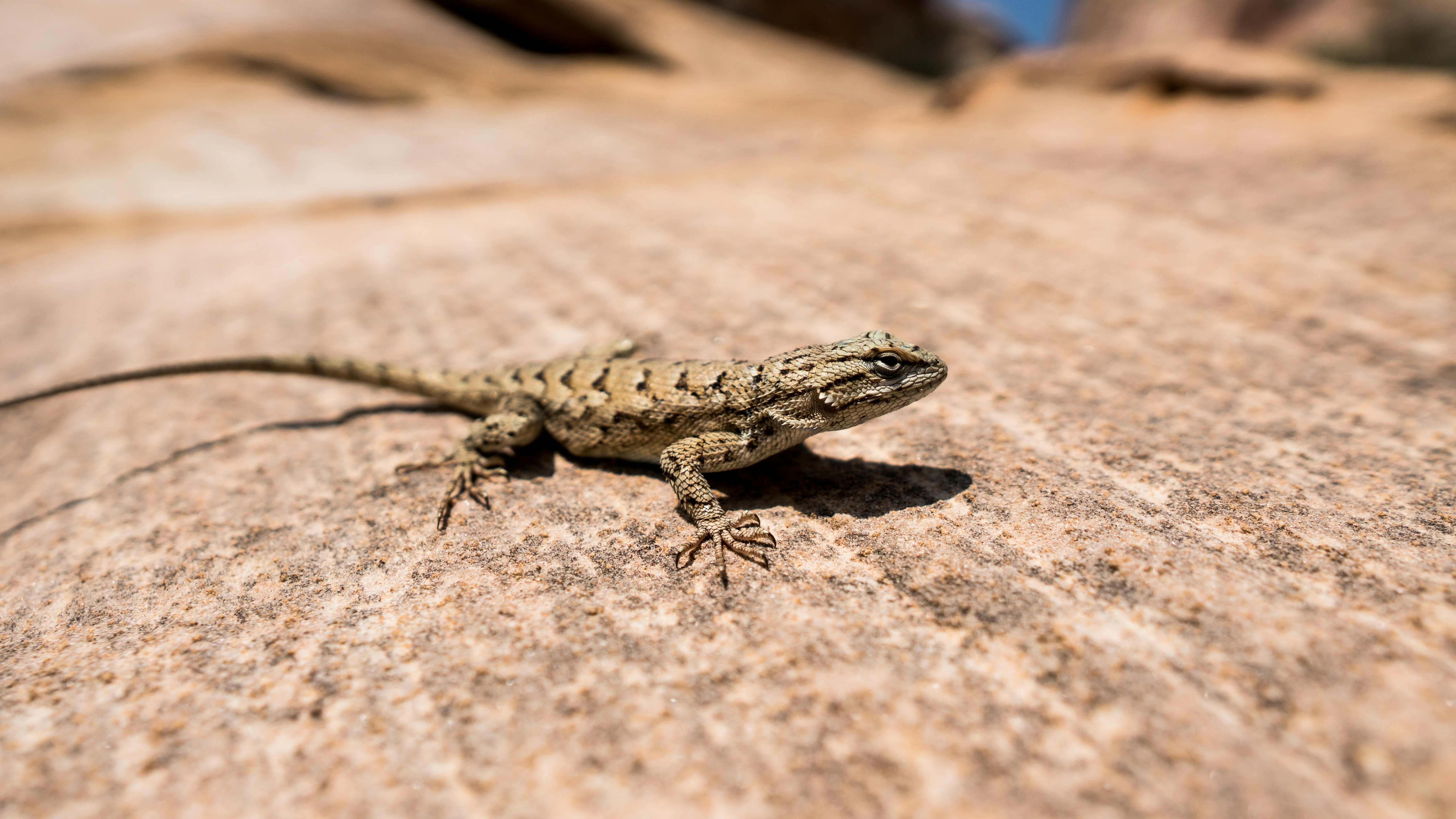 brown and black lizard on brown rock photo Free Lizard Image on Unsplash