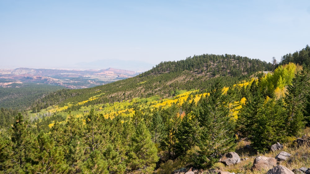 green trees on mountain under blue sky during daytime