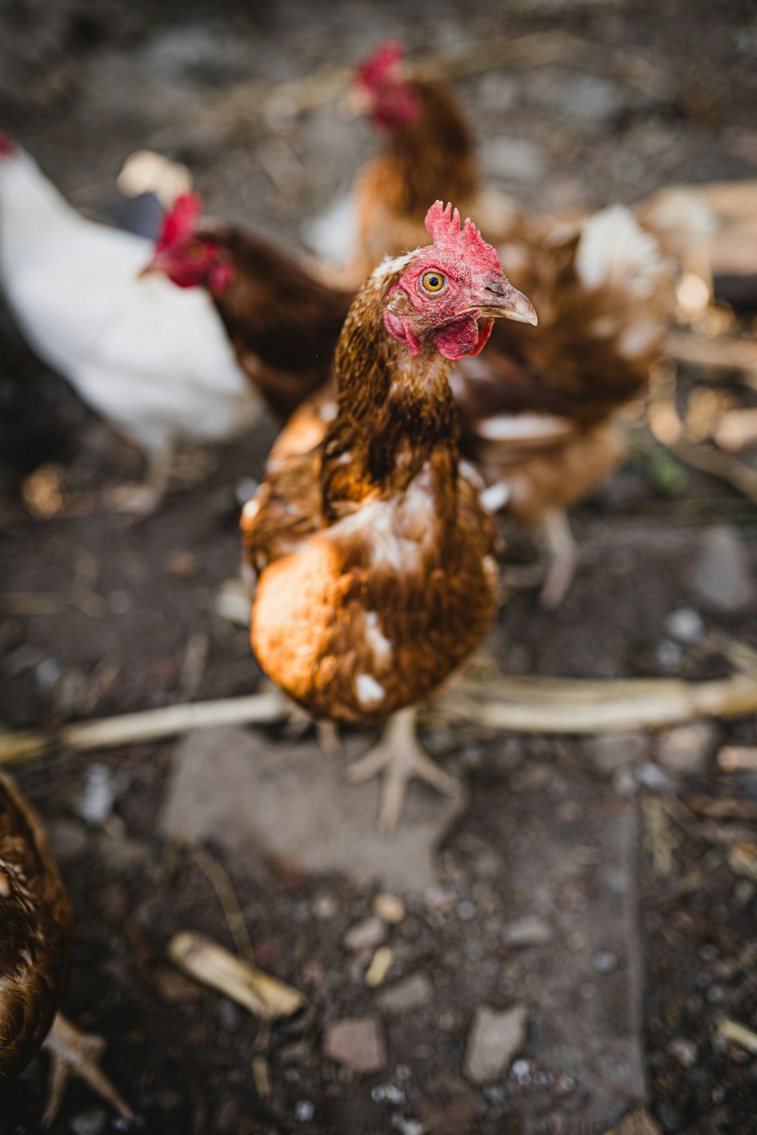 brown and white chicken on ground