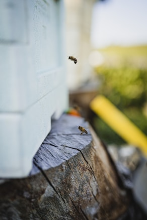 Two bees are visible, one flying near a white beehive structure and another resting on a rough wooden surface that appears to be the top of a tree stump. The background is blurred with greenery and sunlight, creating a natural outdoor setting.
