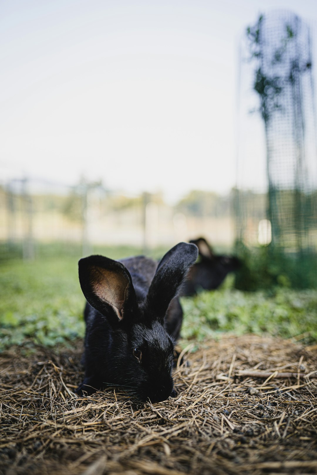 black rabbit on brown dried grass