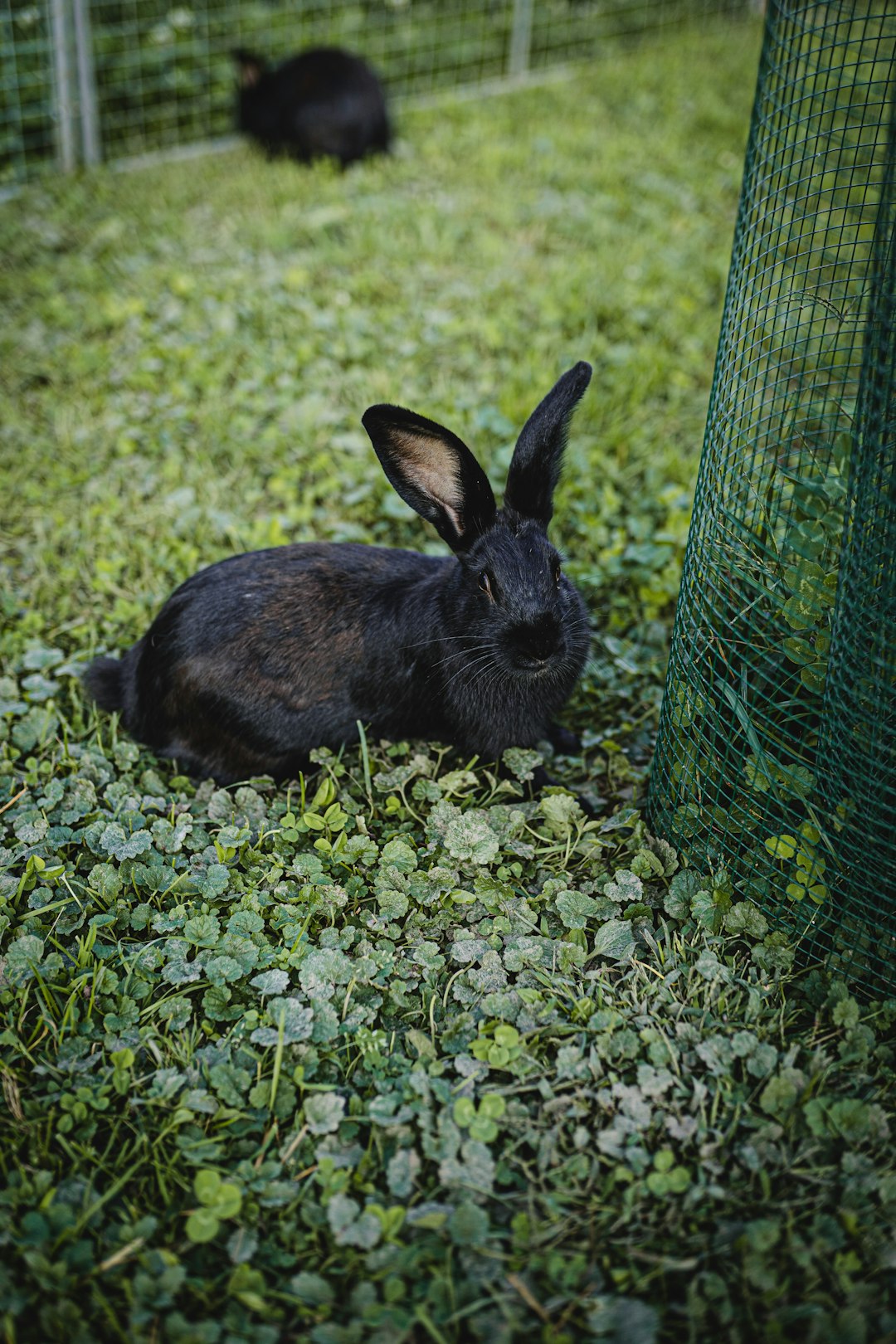 brown rabbit on green grass during daytime