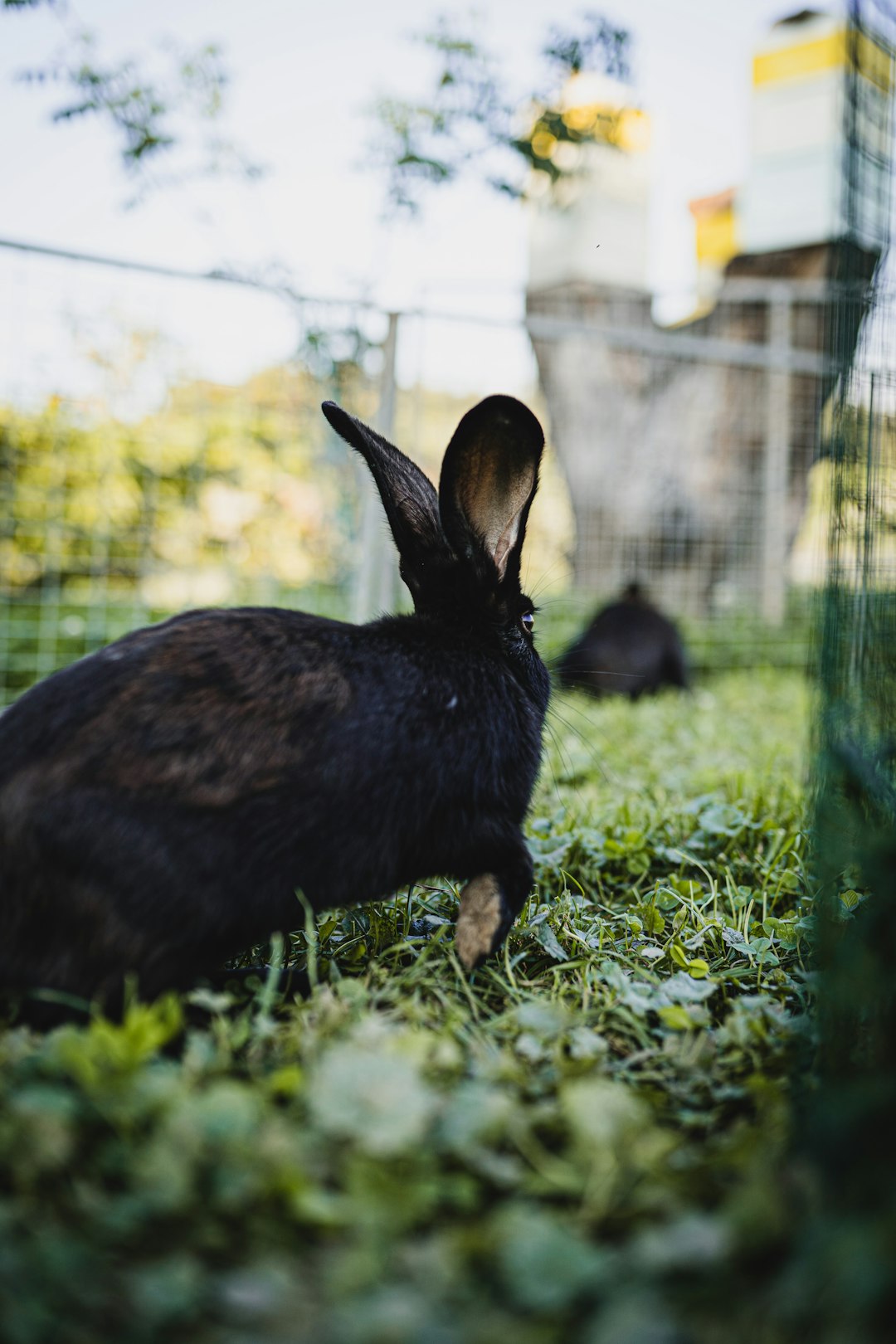 black rabbit on green grass during daytime