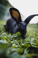 A close-up of a rabbit nibbling on fresh green leaves.