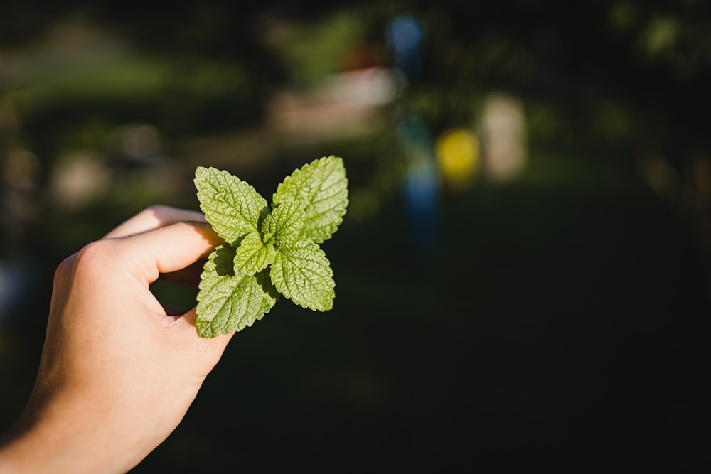 person holding green leaf during daytime