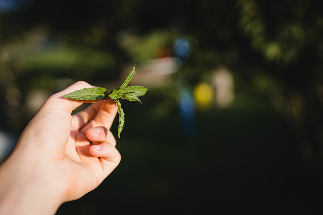 person holding green leaf during daytime