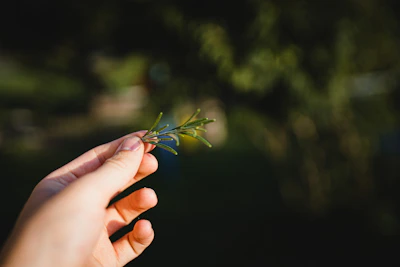 Soft focus shot of a hand holding the rosemary root revival oil against an earthy green backdrop.
