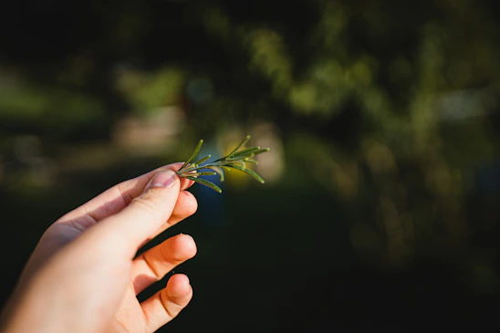 Warm close-up of elderly hands gently holding a sprig of fresh rosemary, symbolizing care and tradition.