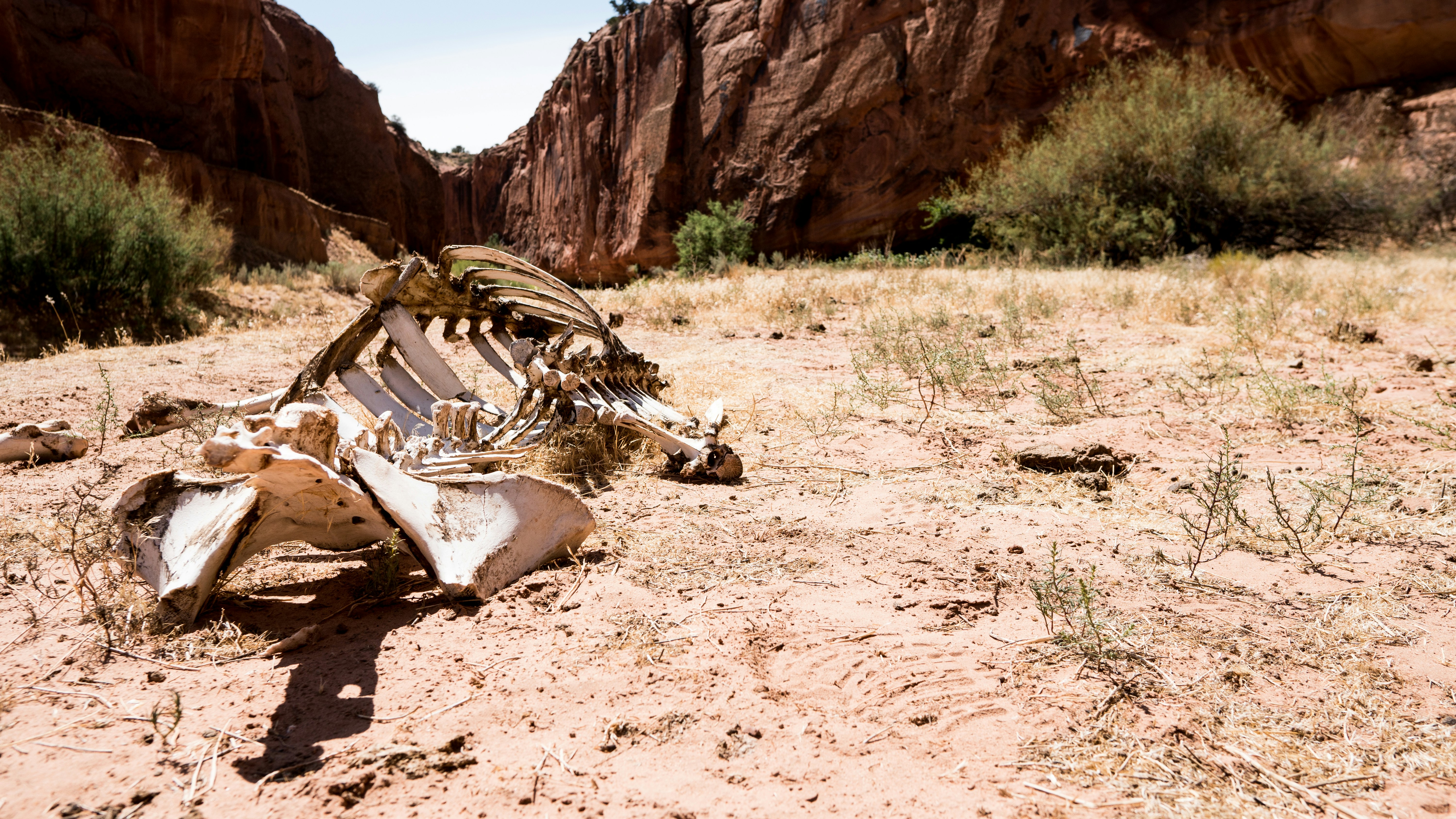 dead cow in Buckskin Gulch, UT