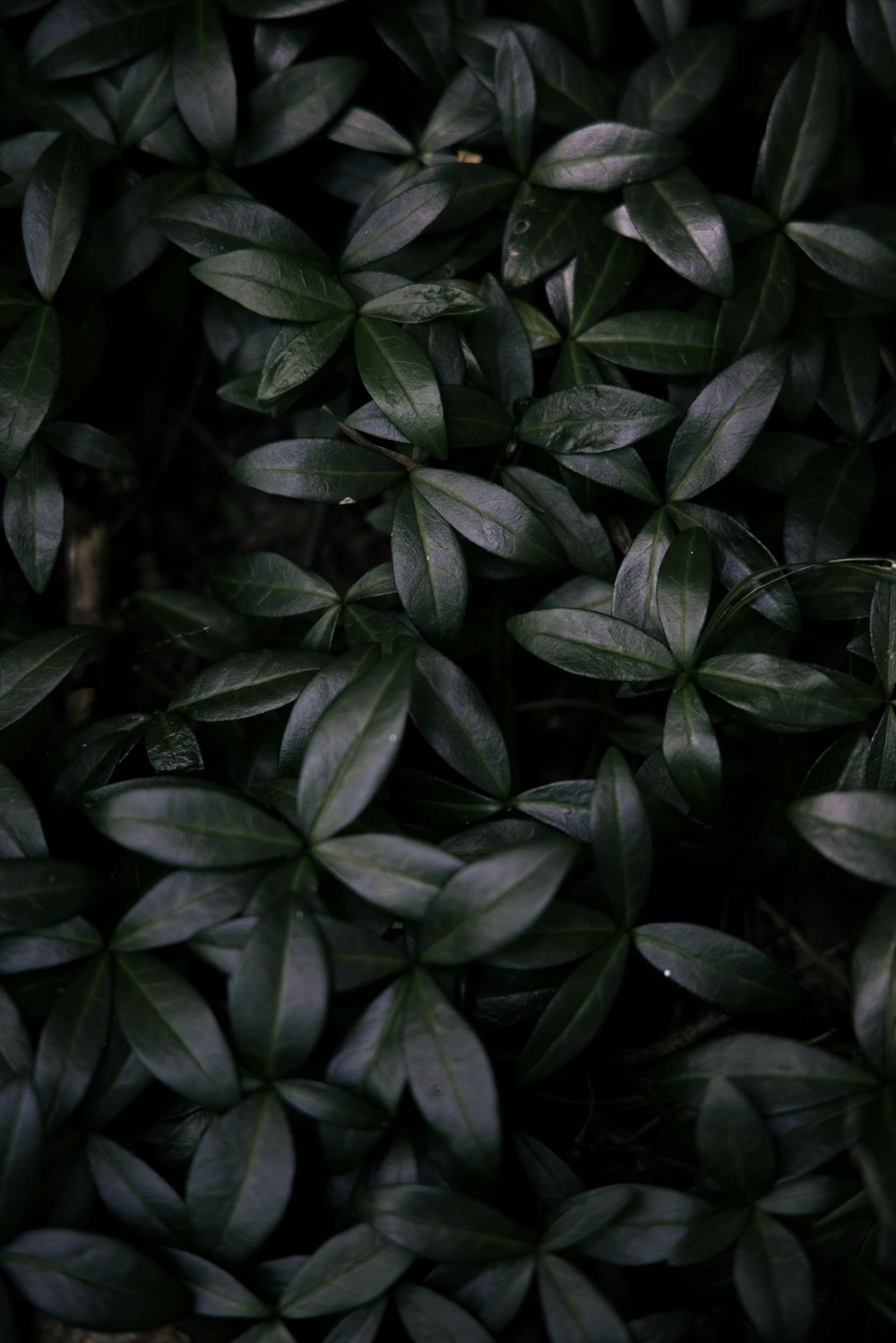 green leaves plant during daytime