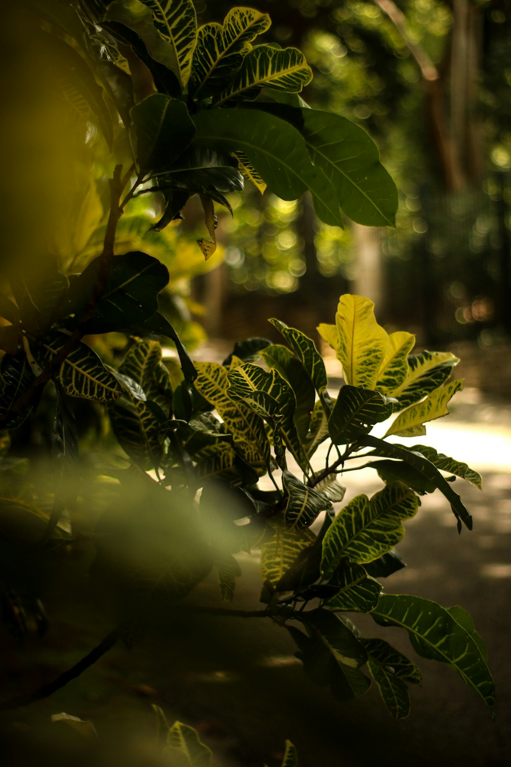 green leaves in tilt shift lens