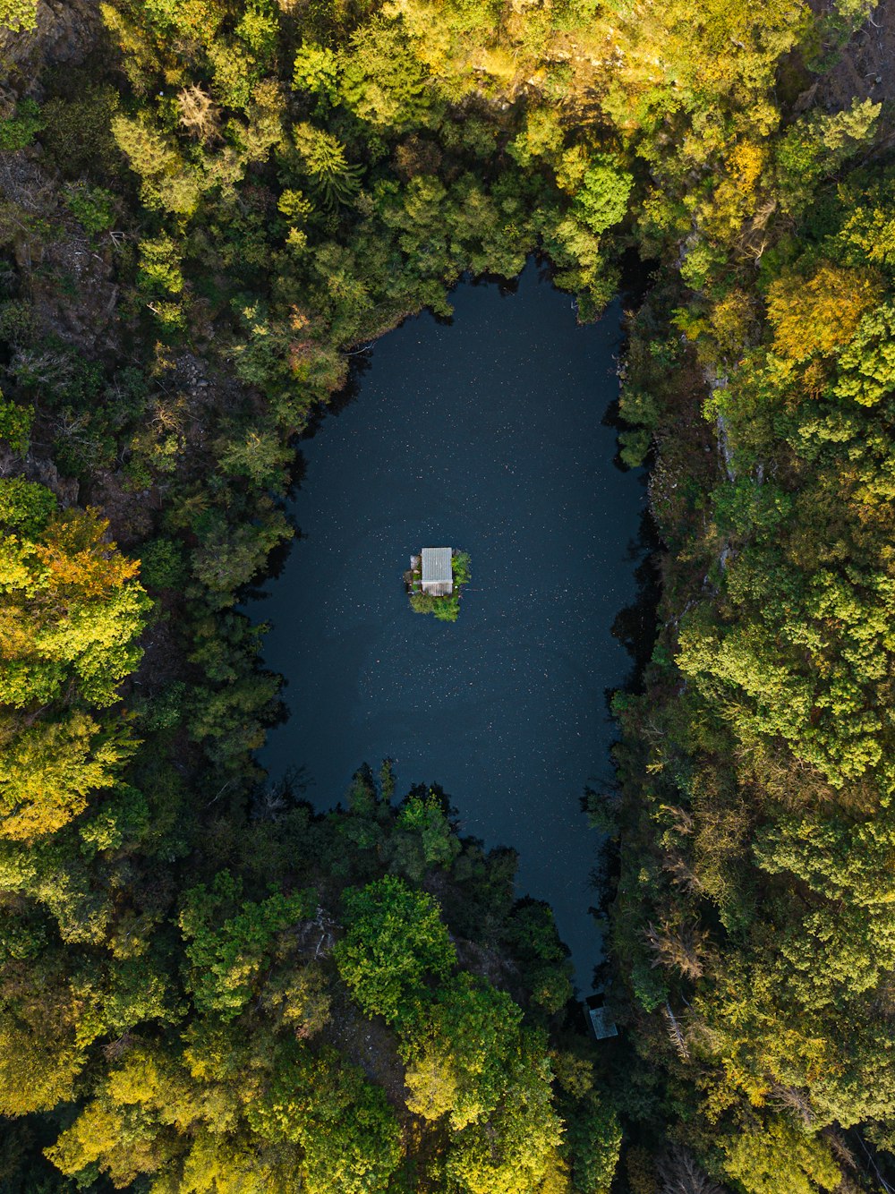 aerial view of green trees beside river during daytime