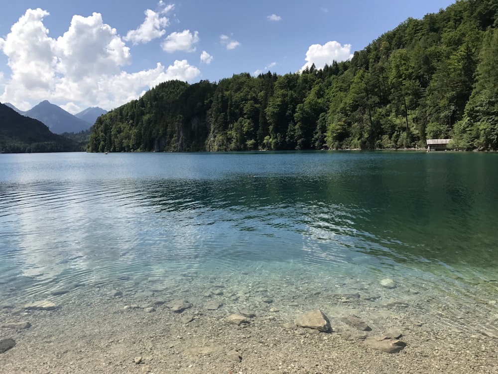 green lake surrounded by green trees during daytime