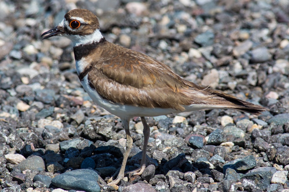 brown and white bird on gray and black stones during daytime