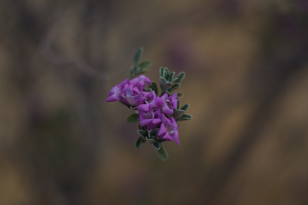 purple flower in tilt shift lens