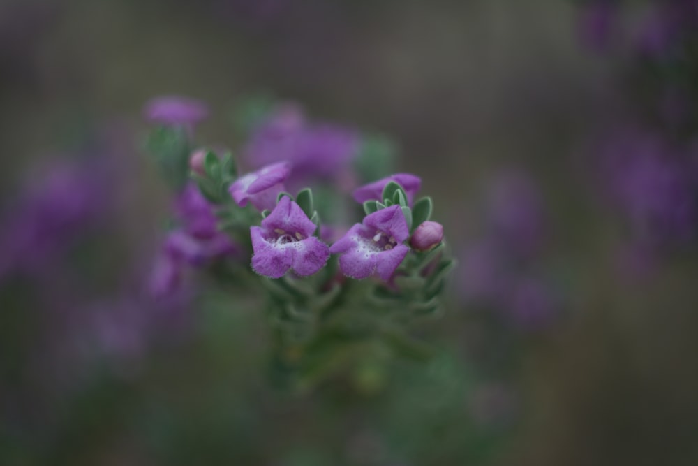 purple flower in tilt shift lens