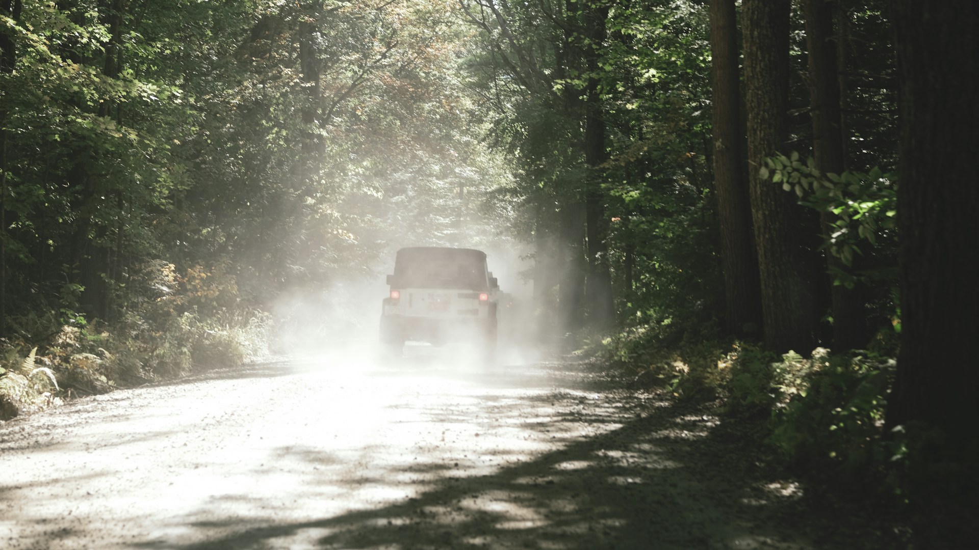 red and black car on road between trees during daytime