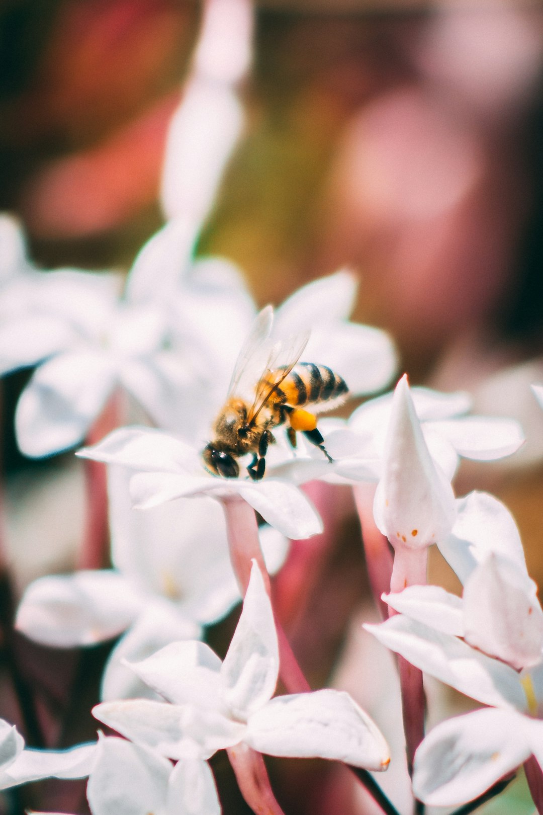 honeybee perched on white and pink flower in close up photography during daytime