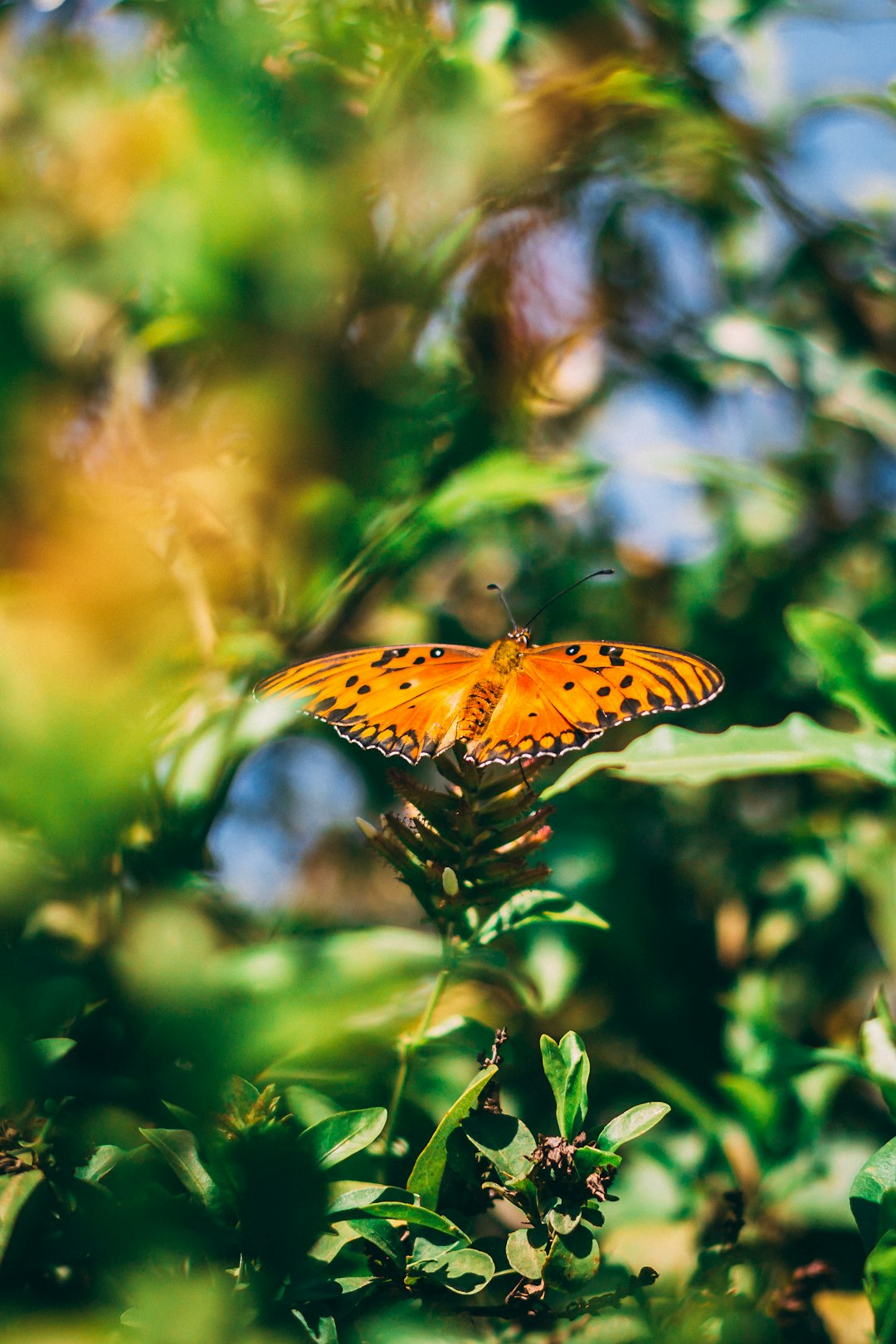 yellow and black butterfly on green plant