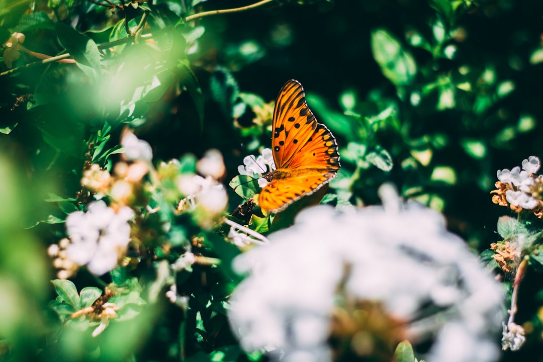 brown and black butterfly on white flower