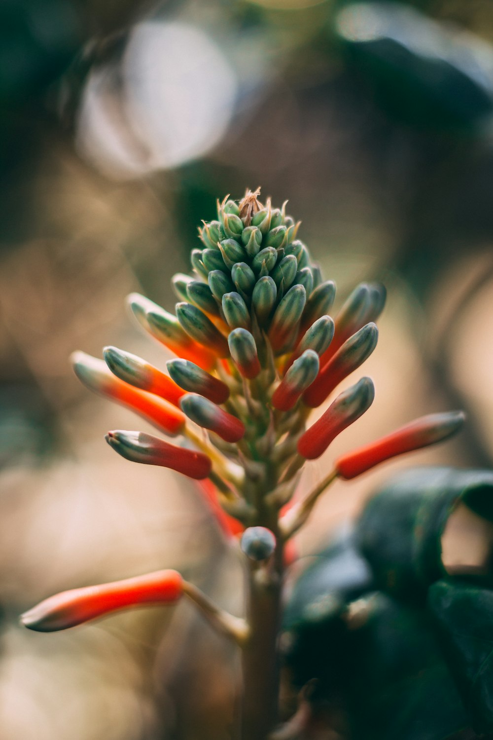 red and green flower bud in tilt shift lens