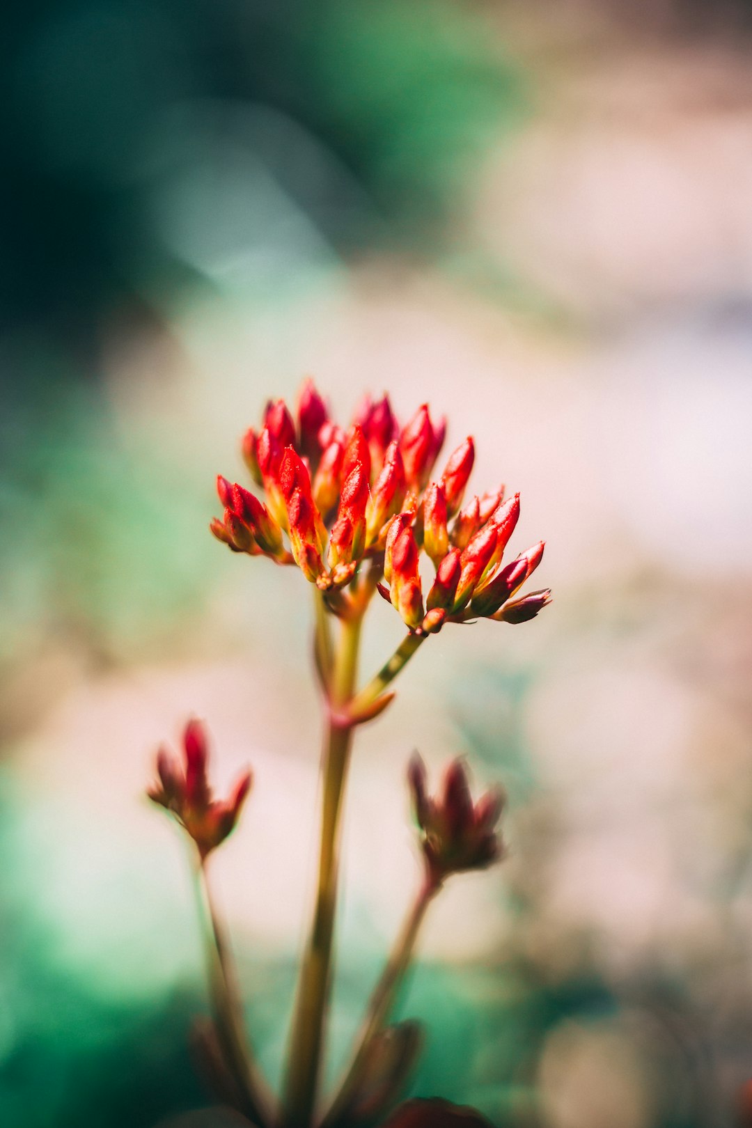 red and yellow flower bud in tilt shift lens