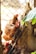 Several chickens are behind a wire fence, with one prominently looking towards the camera. The scene is set in an outdoor area with some foliage visible. The chickens have brown feathers and red combs, and the lighting suggests a natural, sunny environment.
