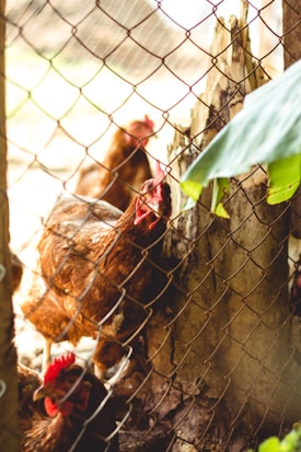 Several chickens are behind a wire fence, with one prominently looking towards the camera. The scene is set in an outdoor area with some foliage visible. The chickens have brown feathers and red combs, and the lighting suggests a natural, sunny environment.